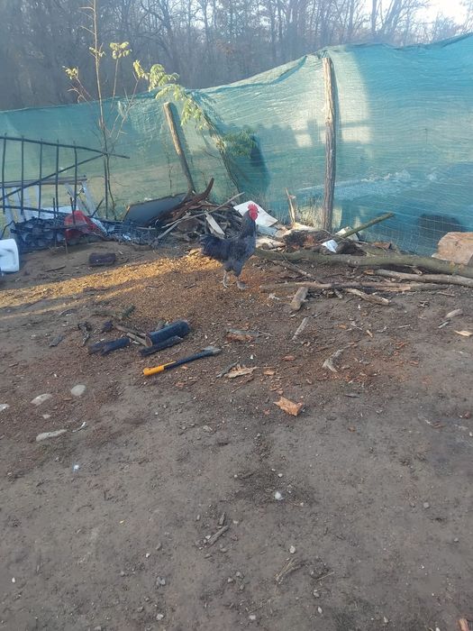 Vând doi cocosi de țară