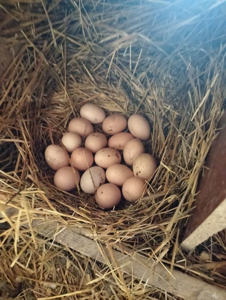 Яйца от даканов для потомства