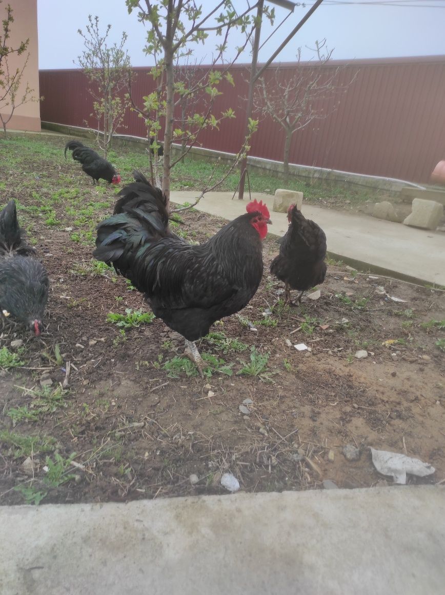 Ouă australorp incubație