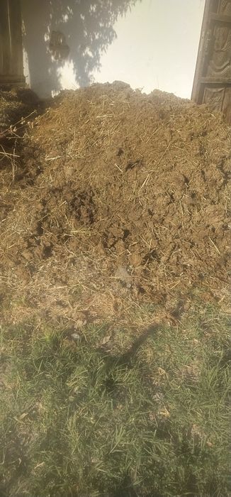 Бепул Нури Яне навос