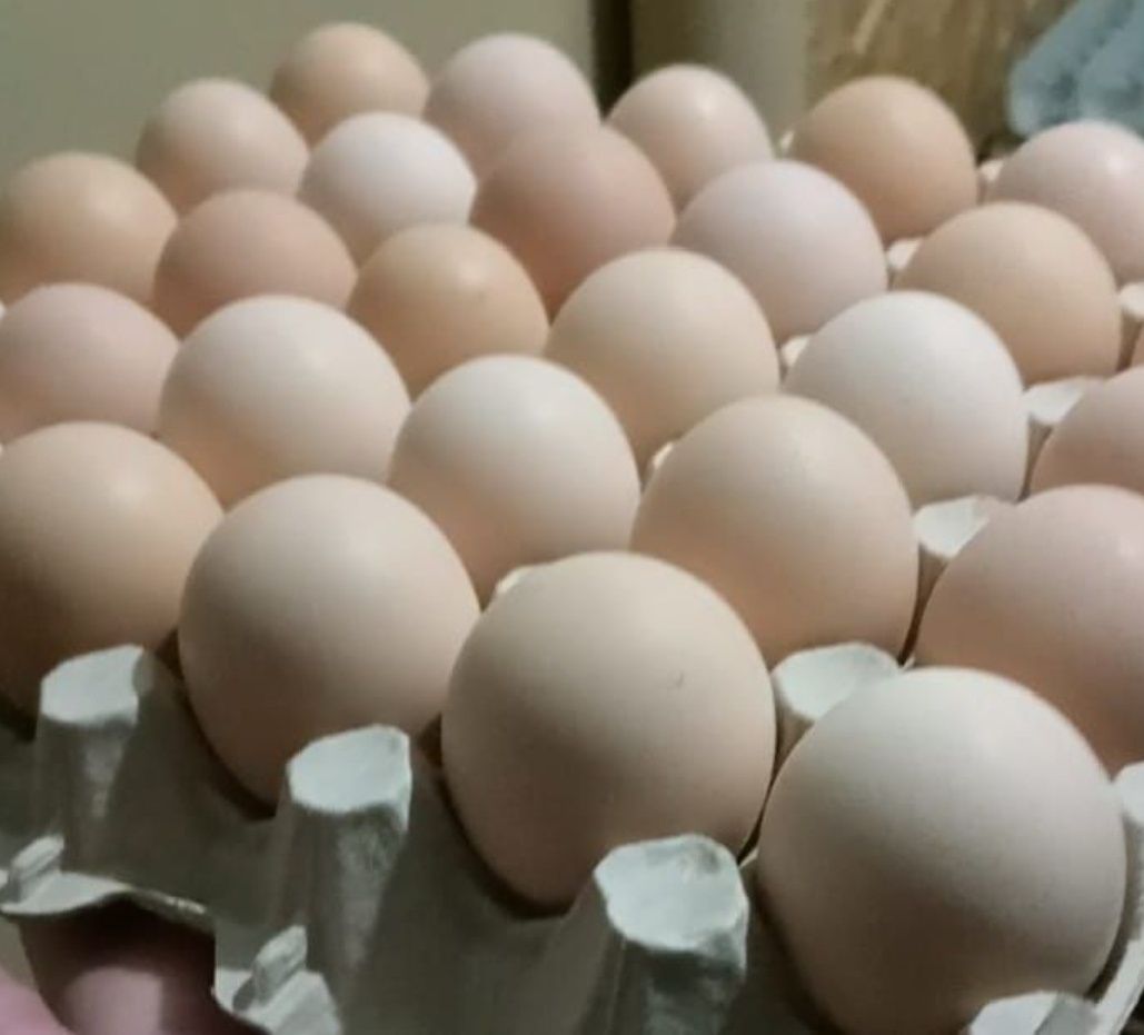 Продам утиное инкубационное яйцо , порода кроосс Агидель