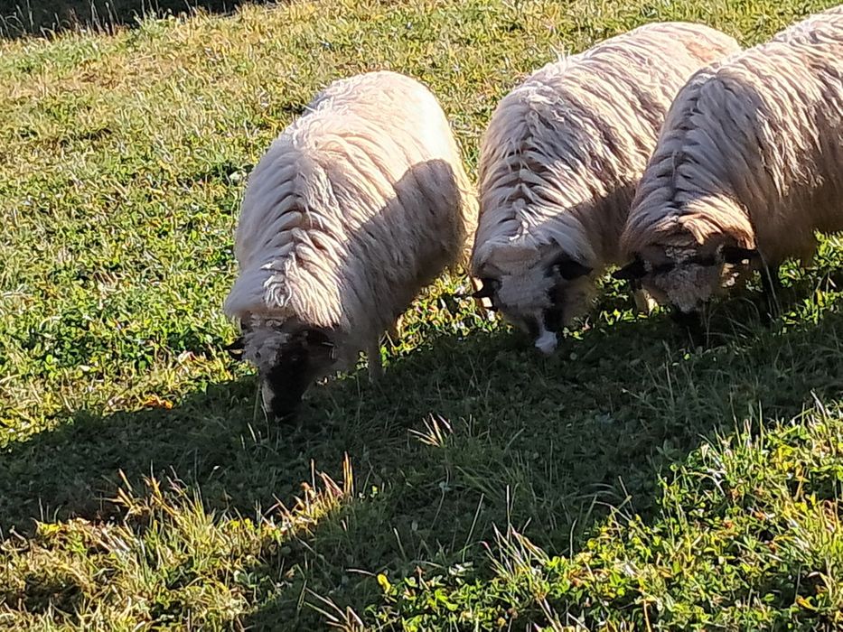 Oi de vânzare tinere