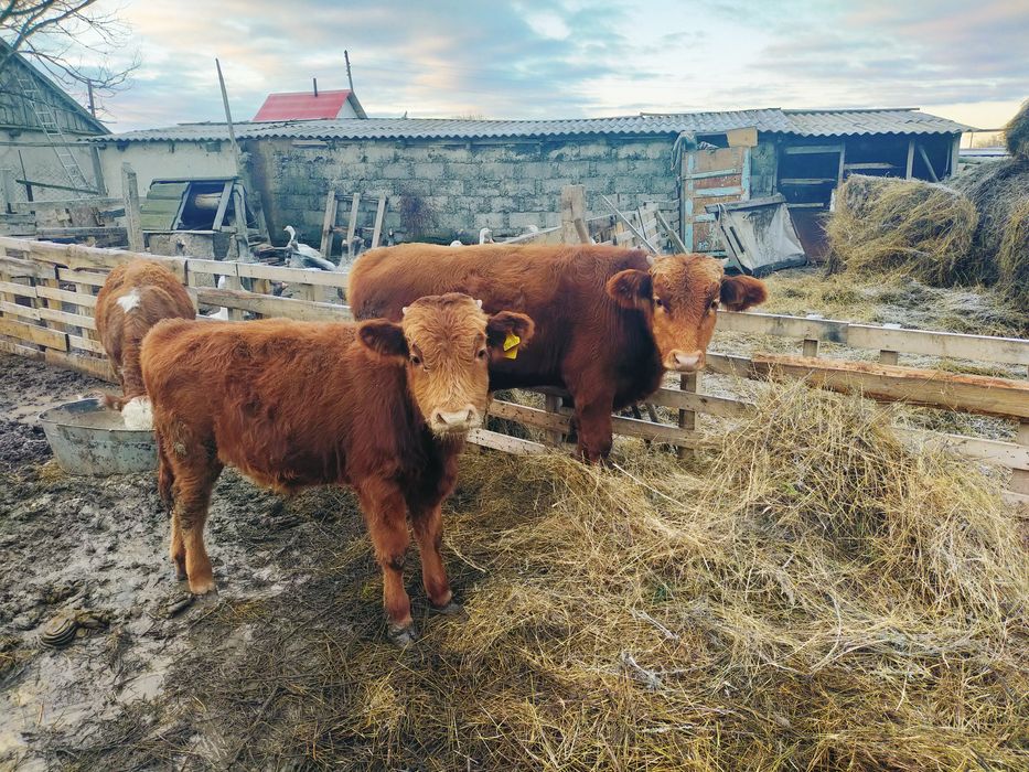 Екі еркек баспак сатылады