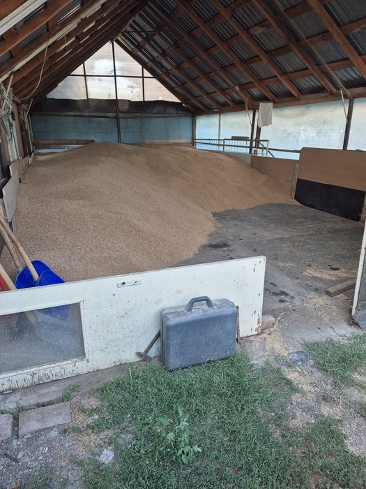 Vand grâu productie 2025