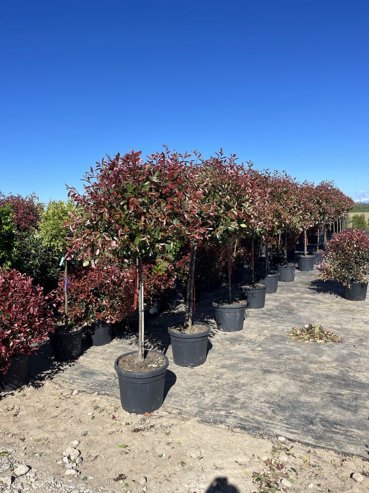 Photinia si alte plante ornamentale