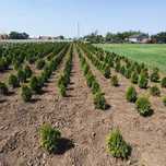Spații verzi amenajate profesional bordură gazon , plante ornamentale
