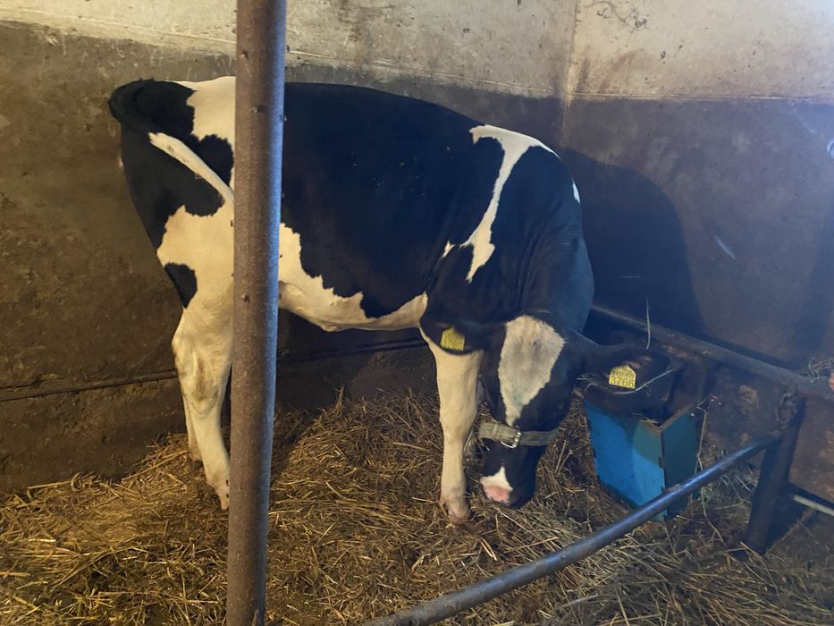 Vițea Holstein cu varsta de  1 an
