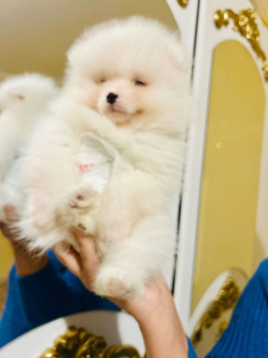 Бебе померанче мъжко ваксинирано с паспорт