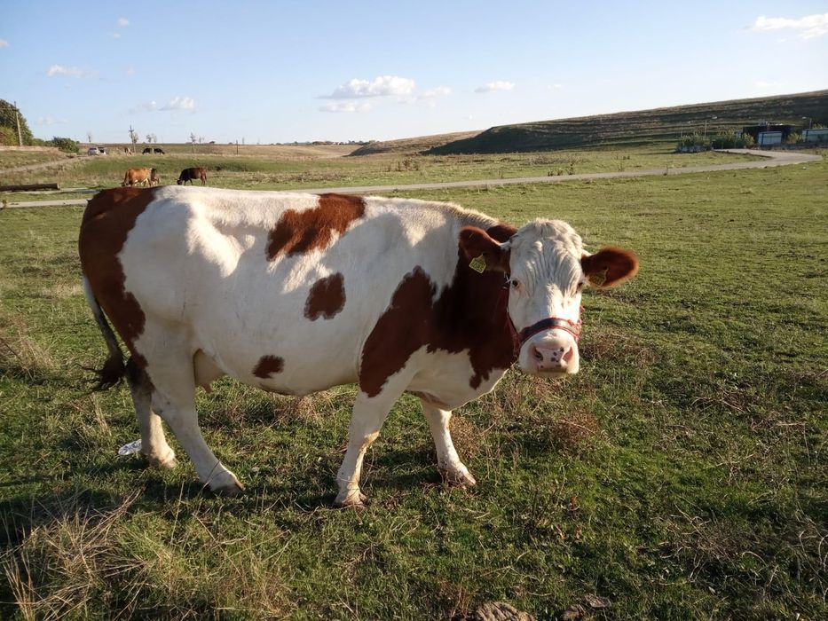 Vând vaca bălțata românească