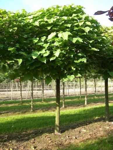 Catalpa (Nana ) .