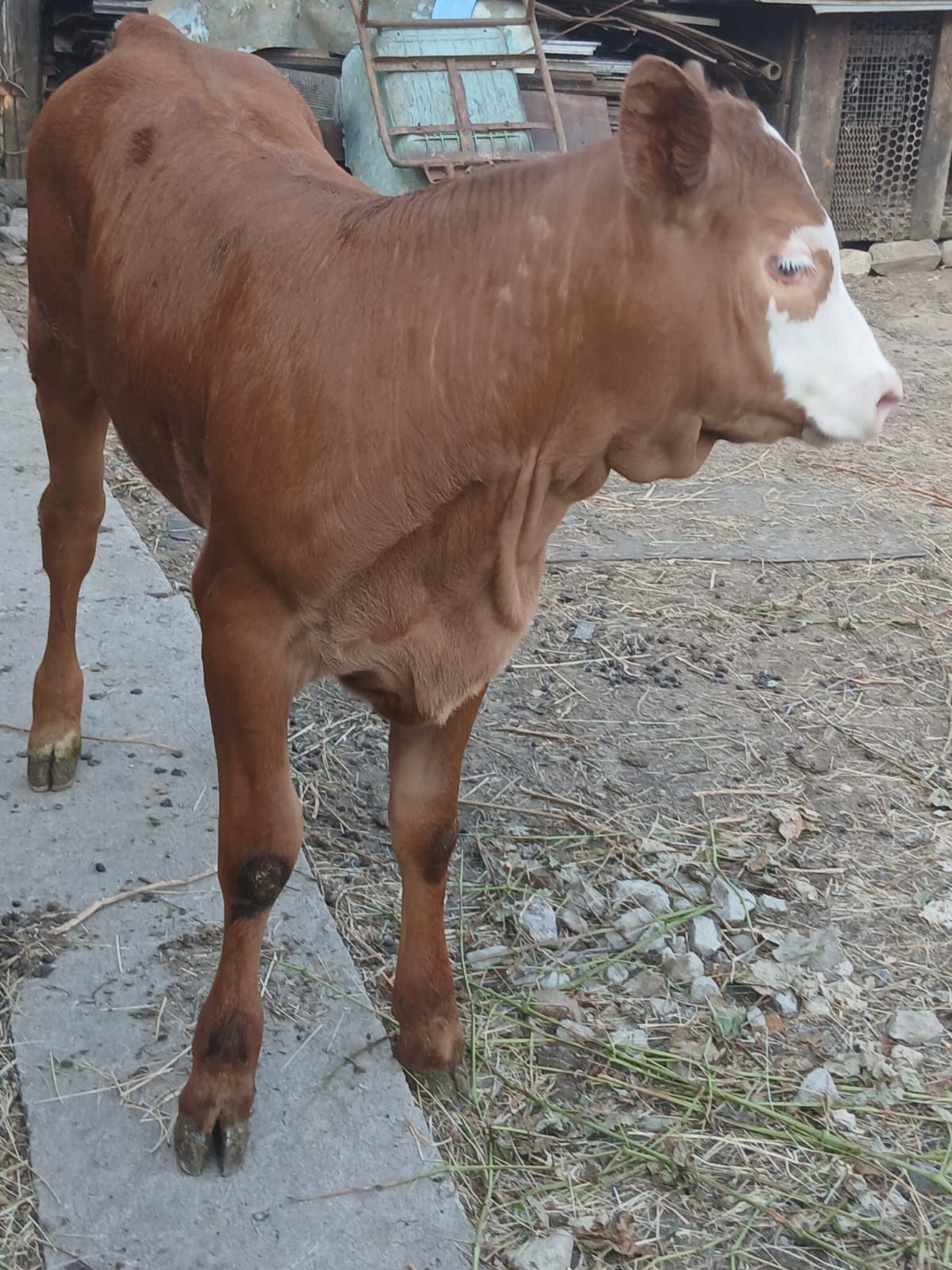 Vând vitea angus de 4 luni