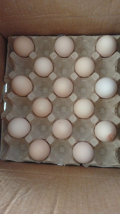 Продам яйца куриные домашние