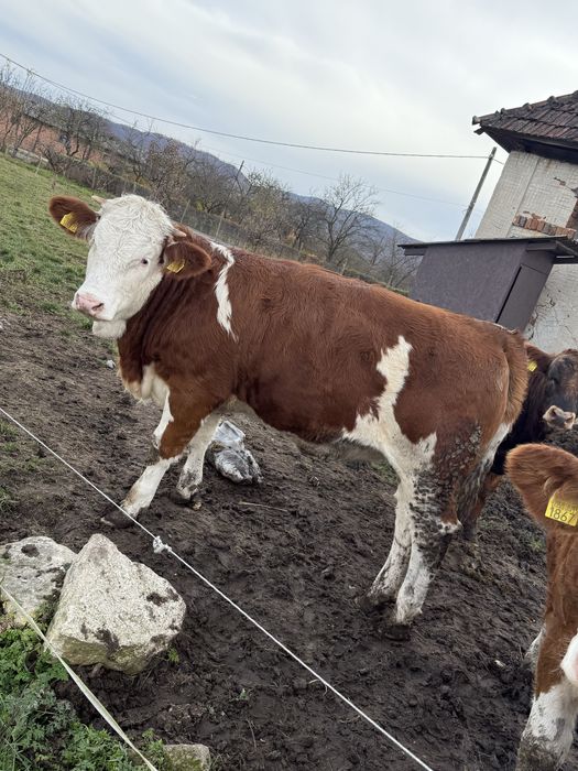 Vand 3 vițele si un vițel