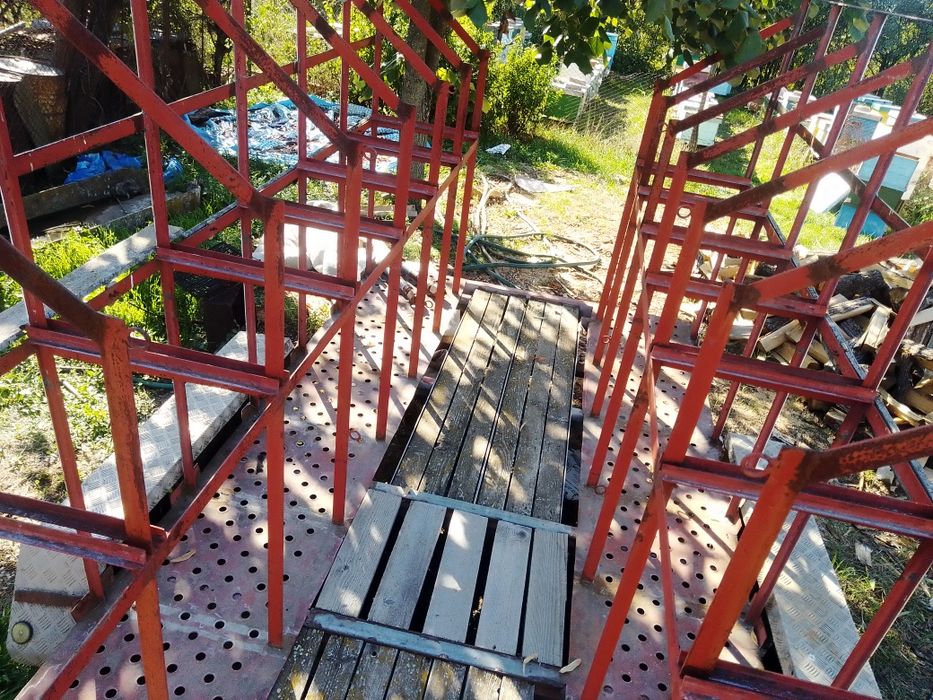 Remrca apicola 2 tone