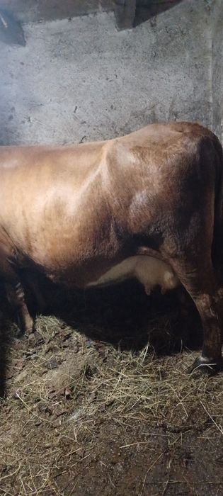 Vand vaca de 7 ani gestanta na 8 luni