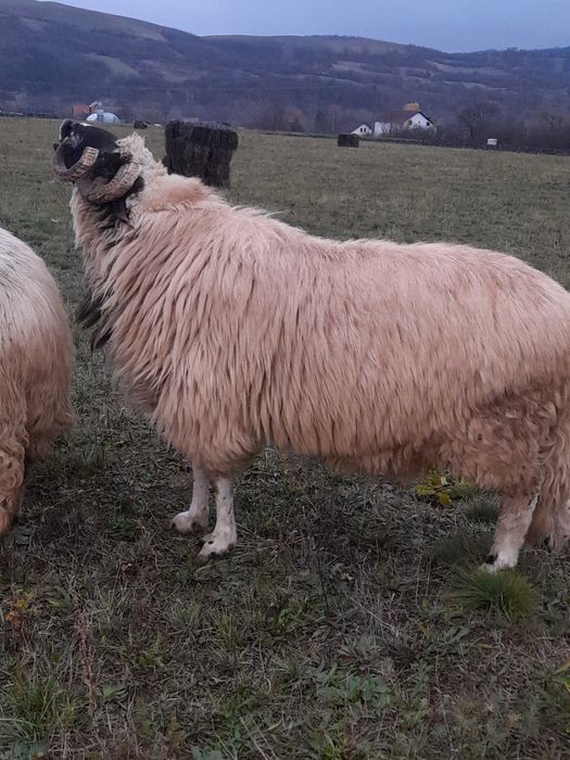 Vând strămior breaz