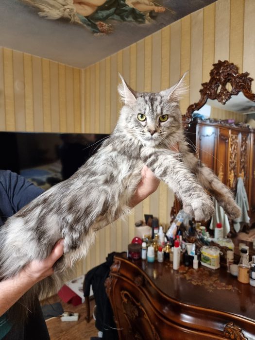 Мейн куун котета