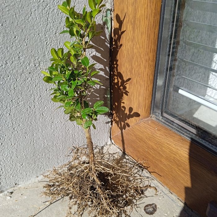 Продавам корени чамшир