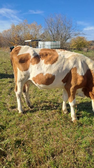 Vind doua juninci și o vaca balta