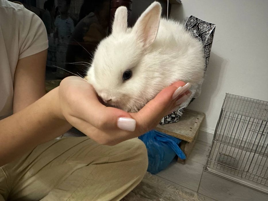 Кролик белый карлековый