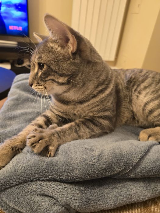 Pedro pisica - motanel