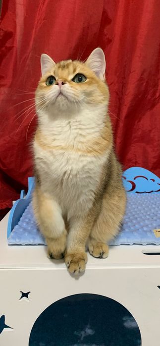 Băiețel British shorthair golden cu pedigree
