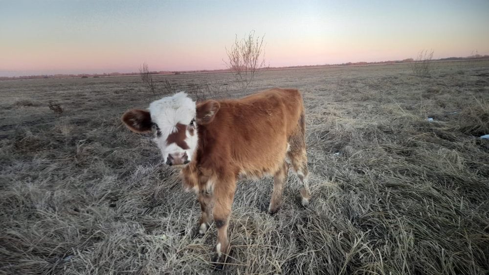 Продам телочкууу