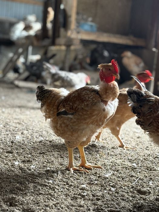 Cocosi si gaini kabir , crescuti natural