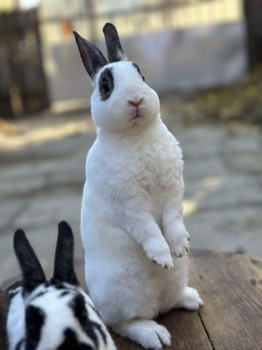 Mascul iepure Rex Pitic!