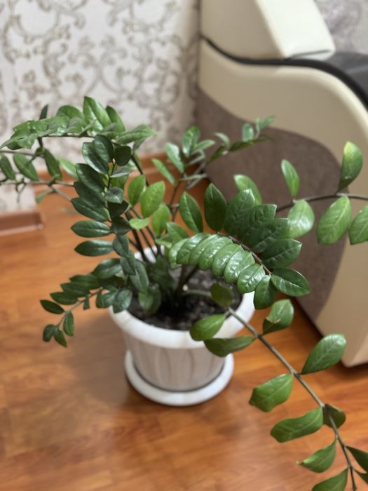 Продам комнатные цветы фикус, денежное