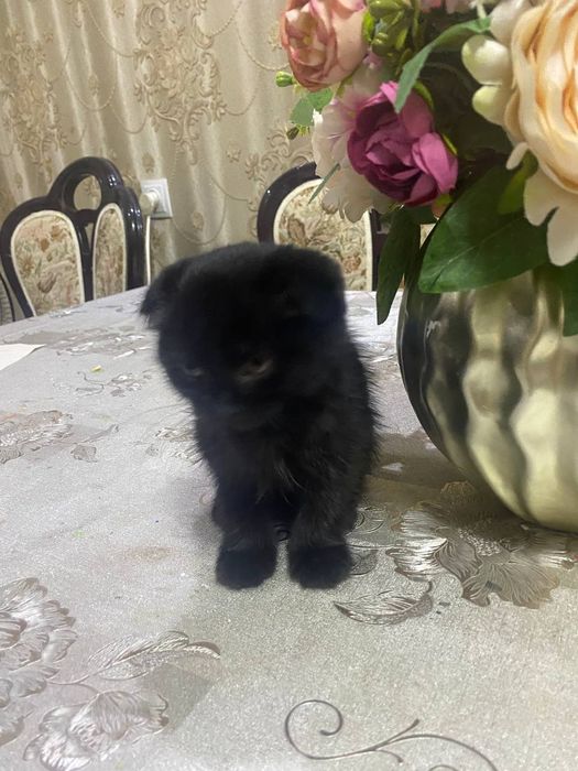 Вислоухий котенок