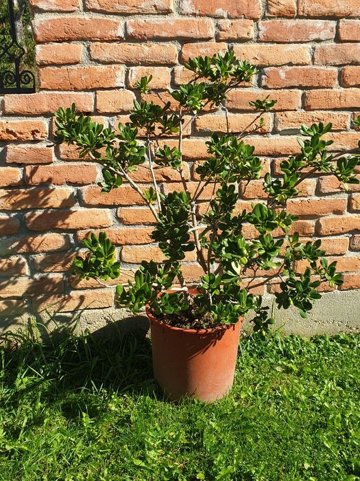 Vand trandafirul desertului