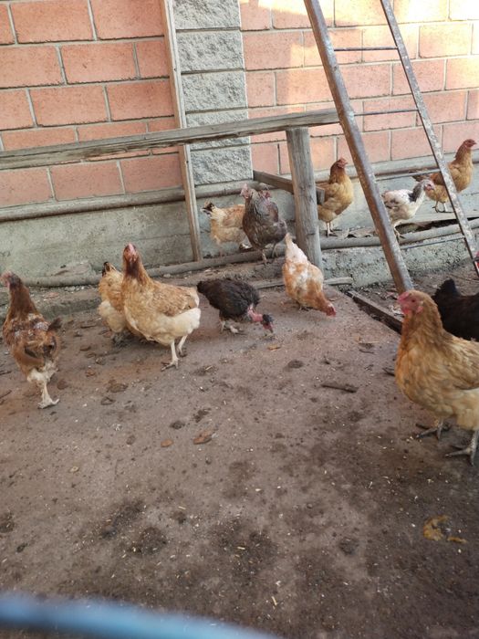 Продаётся куры 40штук