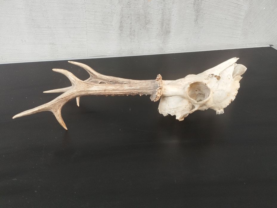 Трофей от сръндак