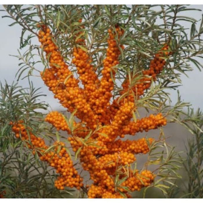 Arbusti Fructiferi (Catina Femela )