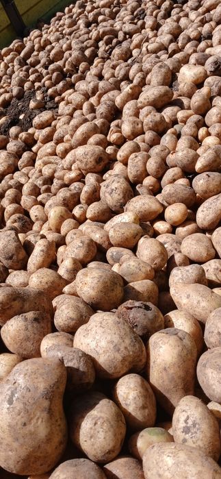 Vand cartofi samanta!