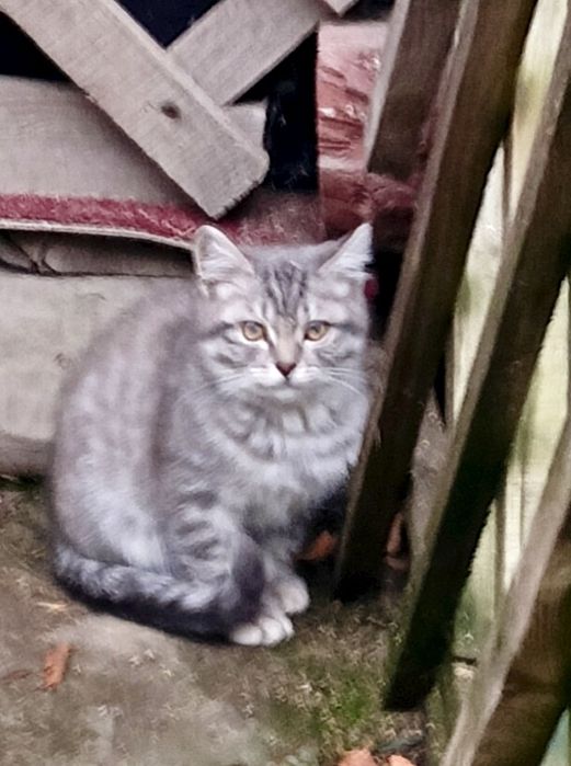 Отдам в добрые руки