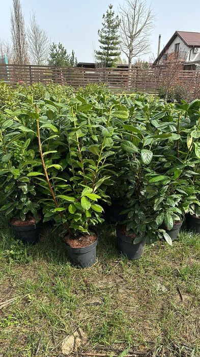 Tuia și diferite specii de plante