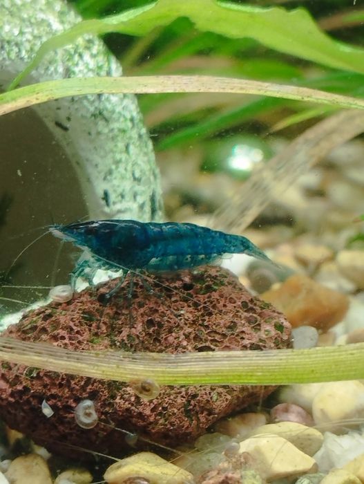 аквариумные креветки