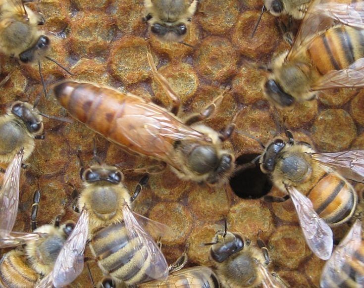 Продавам Кошери с Пчели Пчелни семейства Отводки Оплодени Пчелни Майки