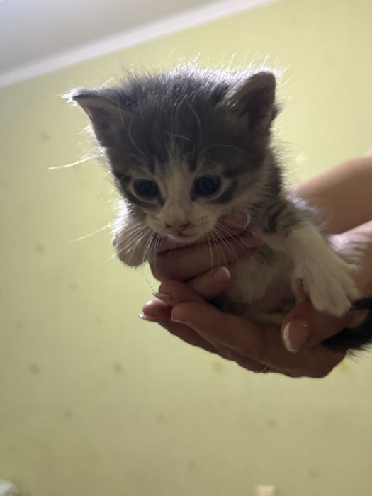 Котята, в добрые ручки