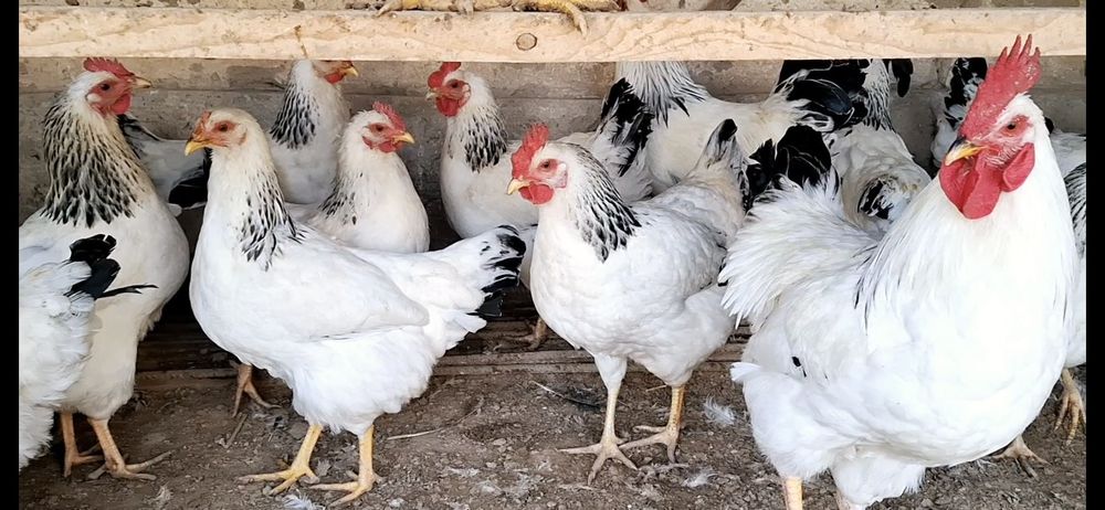 Росия линя адлер макён хӯрозлари сотилади