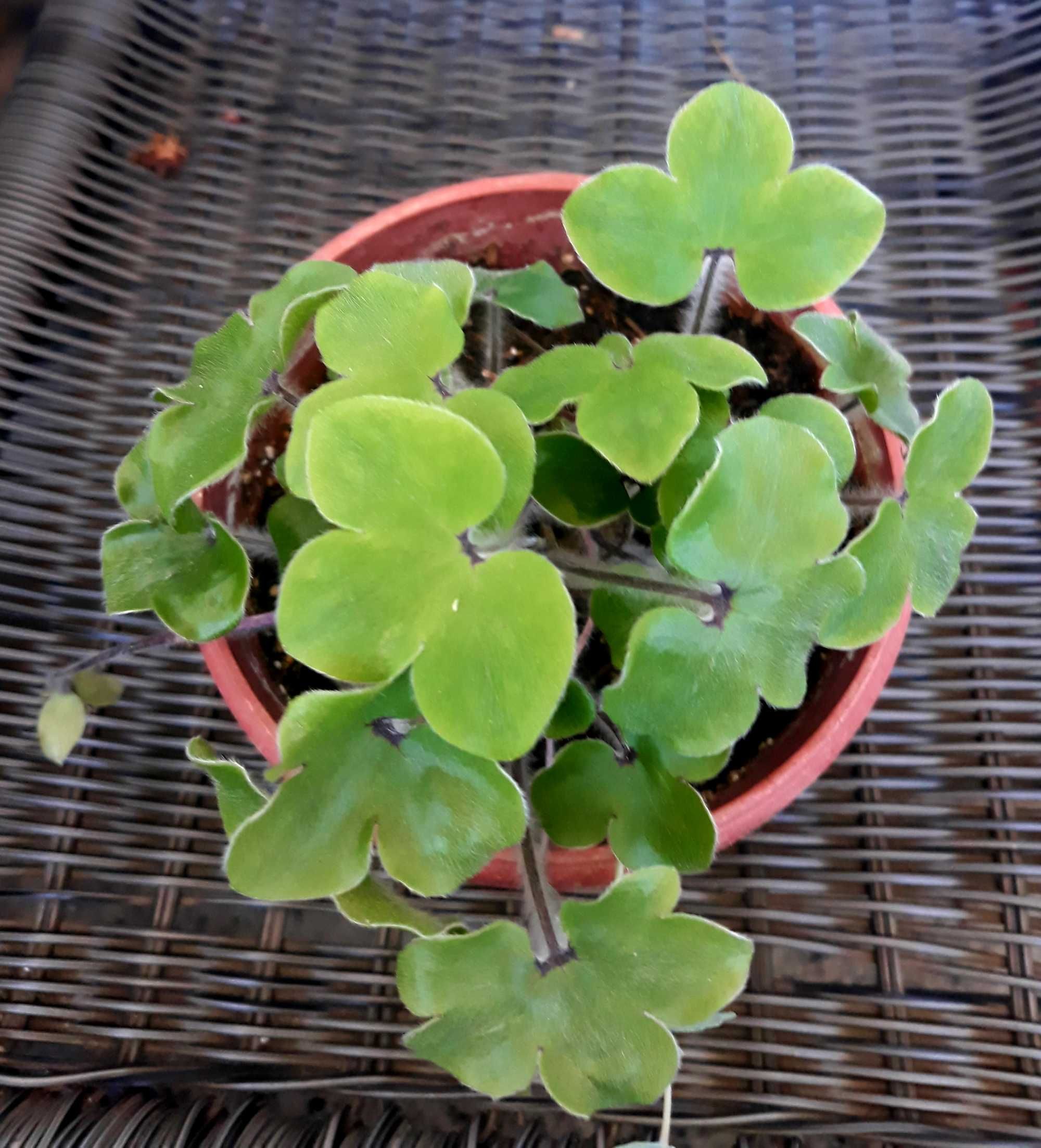 Anemone hepatica в саксия