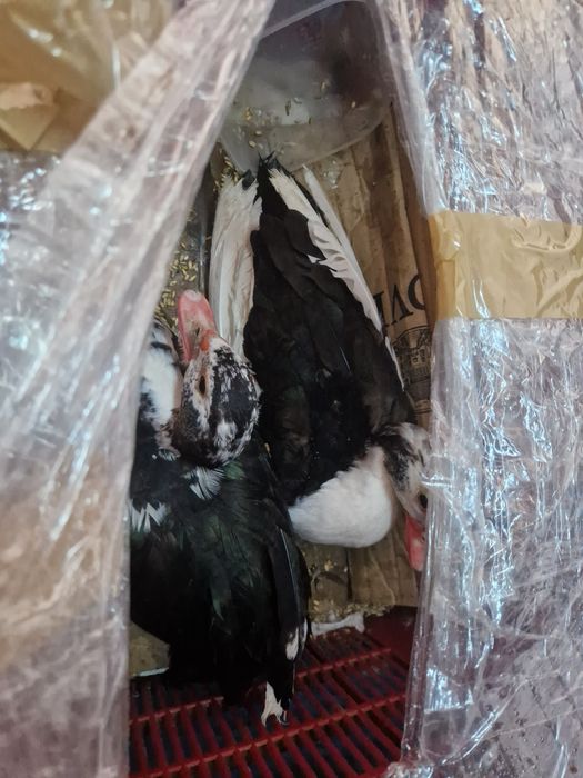 Vând rațe mute tinere