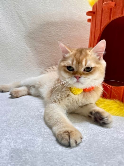 Британский котенок шоколадная золотая шиншилла (by 11) с документами.