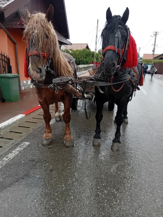 Armasar de 9 ani