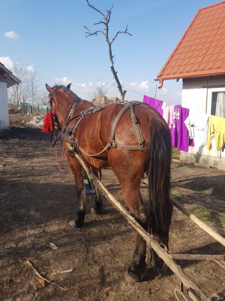 De vanzare iapa buna trece pe incercate