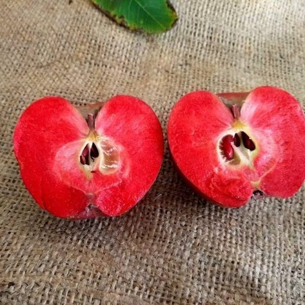 Pomi Fructiferi Deosebiti