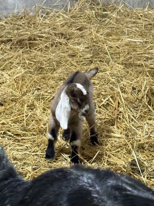 Capre AngloNubiene cu certificat de origine