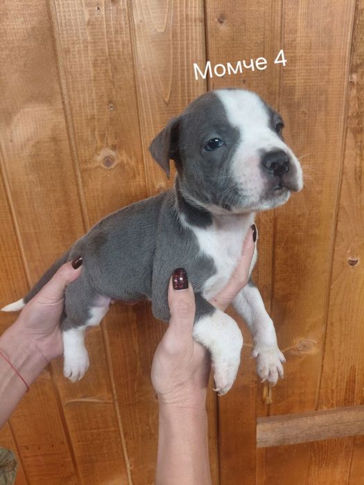 Сини питбули с ваксина и паспорт